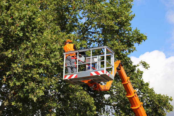 Best Tree Preservation Services  in Prestonsburg, KY