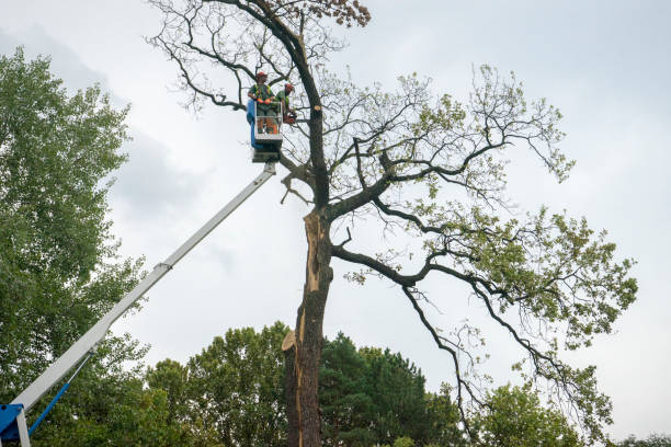Prestonsburg, KY Tree Services Company