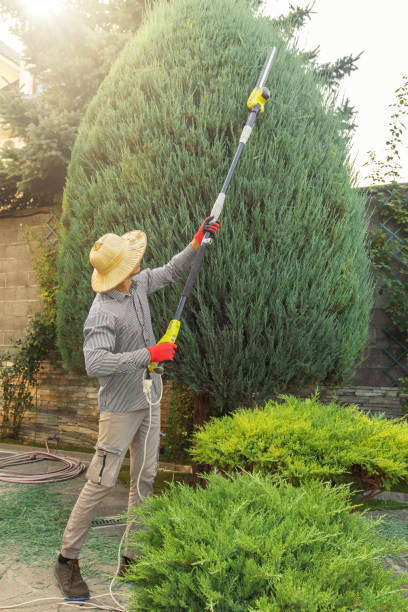 Best Pest Control for Lawns  in Prestonsburg, KY
