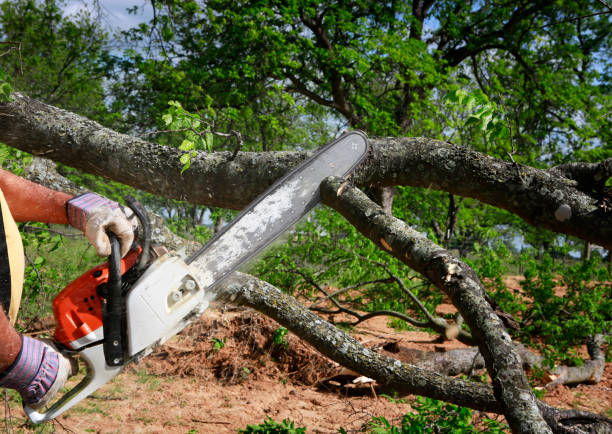Best Lawn Watering Services  in Prestonsburg, KY